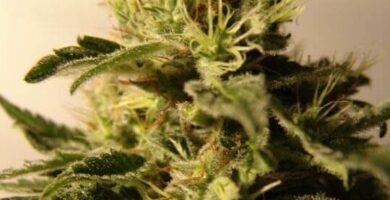 ¿Por qué se llama marihuana? ¿Por qué se llama marihuana?