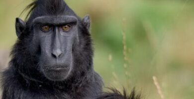 ¿Por qué se llama mono a los afrodescendientes? ¿Por qué se llama mono a los afrodescendientes?