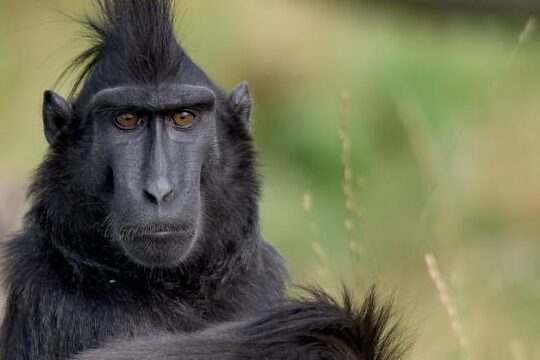 ¿Por qué se llama mono a los afrodescendientes? ¿Por qué se llama mono a los afrodescendientes?