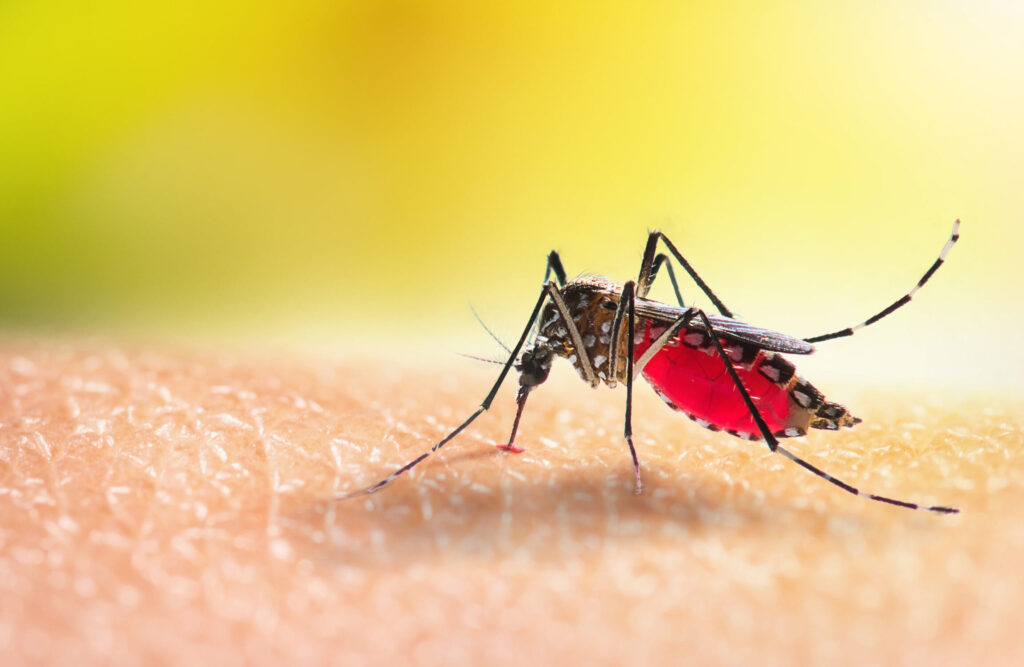 ¿Por qué se llama mosquito Anopheles?