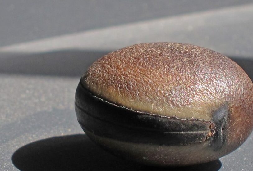 ¿Por qué se llama ojo de buey?
