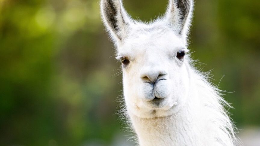 ¿Por qué se llama pandemia al coronavirus?