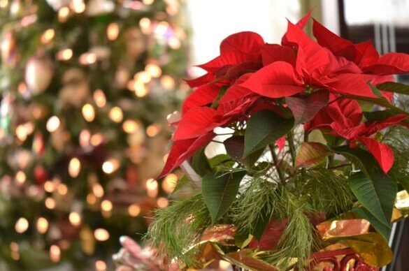 ¿Por qué se llama Pascua a la Navidad?