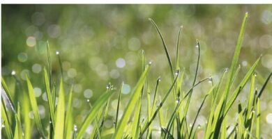 ¿Por qué se llama Pastos del Botánico?