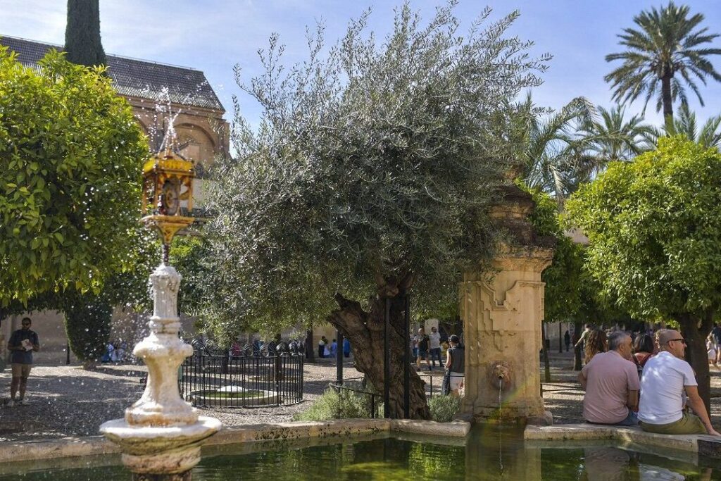 ¿Por qué se llama patio de los naranjos? ¿Por qué se llama patio de los naranjos?