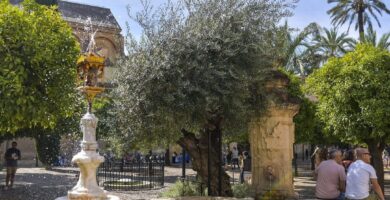¿Por qué se llama patio de los naranjos? ¿Por qué se llama patio de los naranjos?