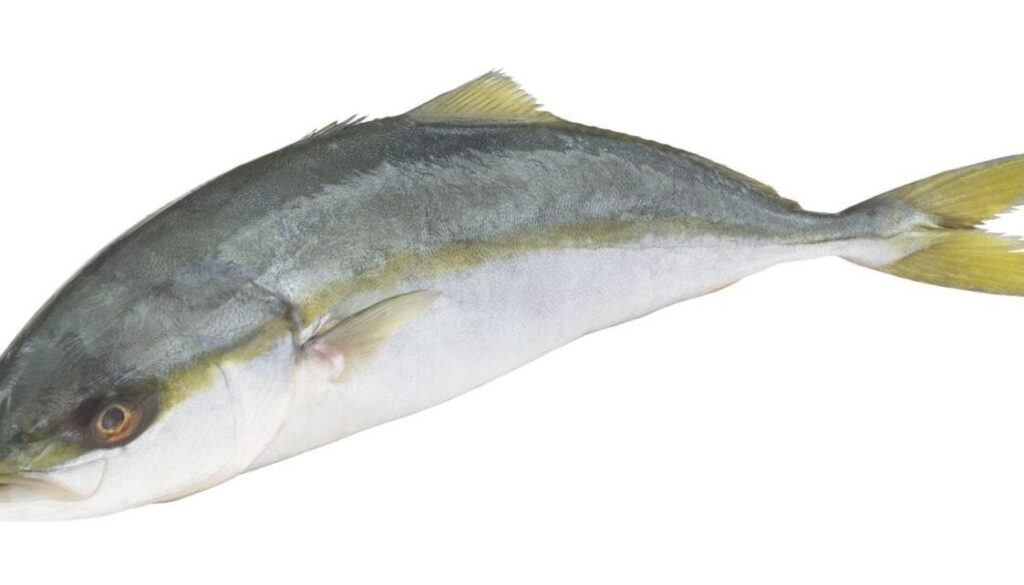 ¿Por qué se llama pez limón? ¿Por qué se llama pez limón?