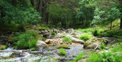 ¿Por qué se llama Pinar de Valsaín?