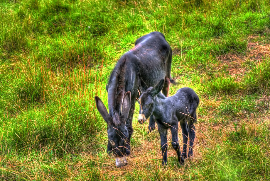 ¿Por qué se llama Platero? ¿Por qué se llama Platero?
