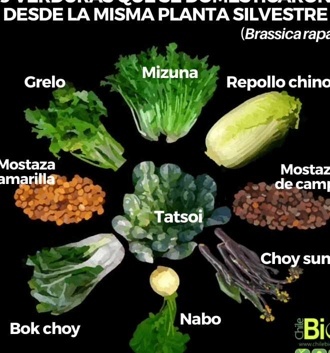 ¿Por qué se llama repollo? ¿Por qué se llama repollo?