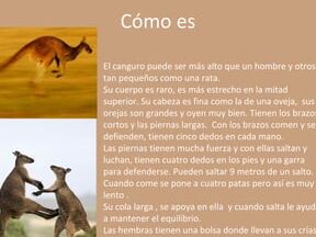¿Por qué se llama ser canguro?