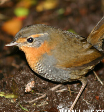 ¿Por qué se llama tapaculo?