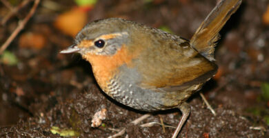 ¿Por qué se llama tapaculo?