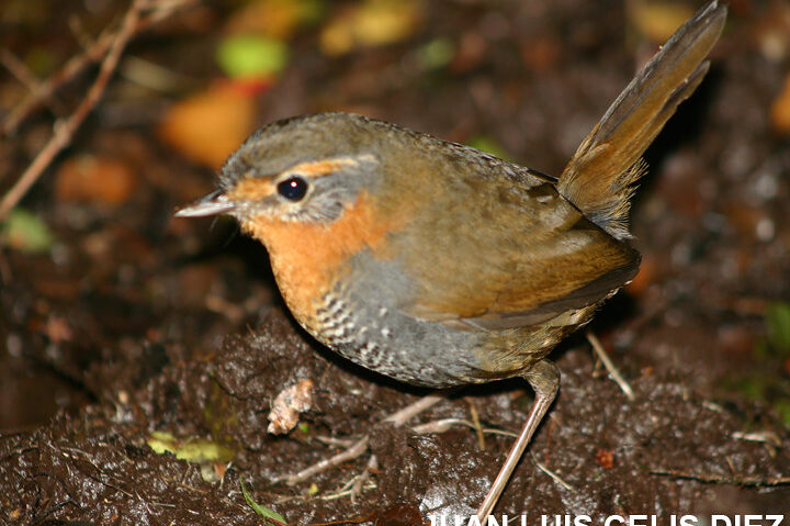 ¿Por qué se llama tapaculo? ¿Por qué se llama tapaculo?