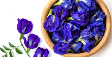 ¿Por qué se llama té azul? ¿Por qué se llama té azul?