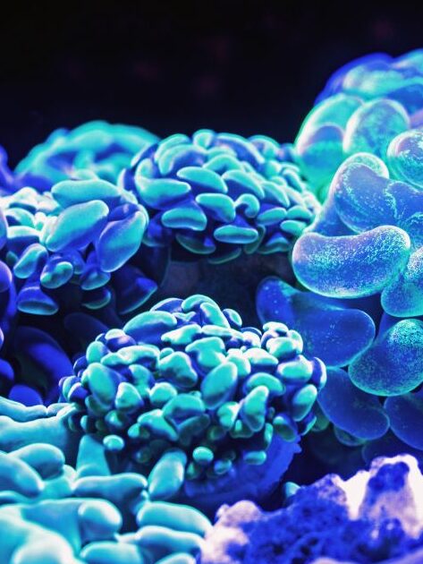 ¿Por qué se llama terapia biológica en el asma? ¿Por qué se llama terapia biológica en el asma?