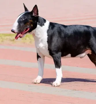 ¿Por qué se llama terrier?