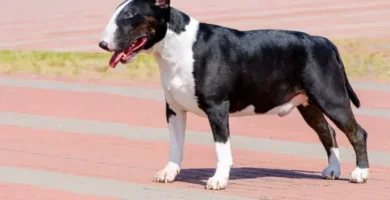 ¿Por qué se llama terrier? ¿Por qué se llama terrier?