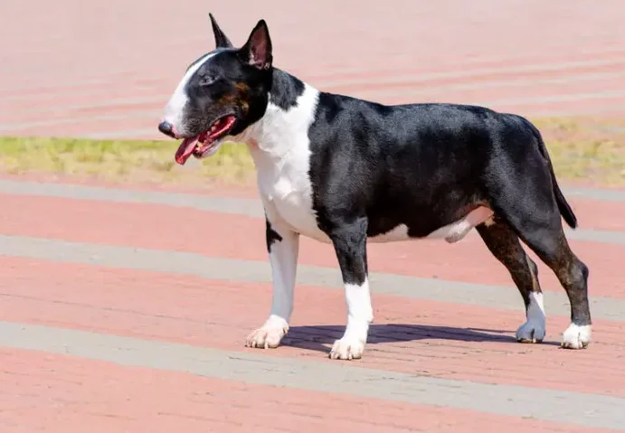 ¿Por qué se llama terrier? ¿Por qué se llama terrier?