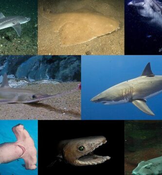 ¿Por qué se llama tiburón ballena?