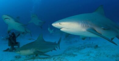 ¿Por qué se llama tiburón blanco? ¿Por qué se llama tiburón blanco?
