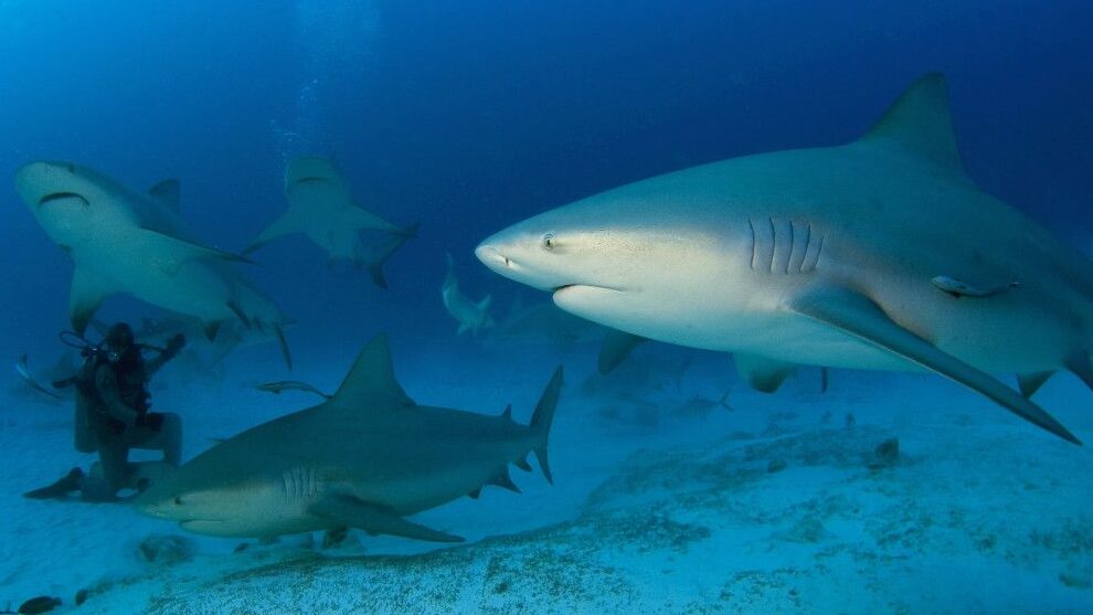 ¿Por qué se llama tiburón blanco? ¿Por qué se llama tiburón blanco?