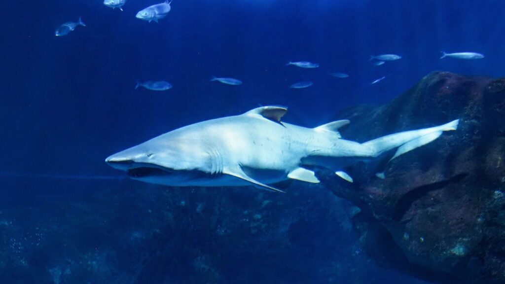 ¿Por qué se llama tiburón toro?