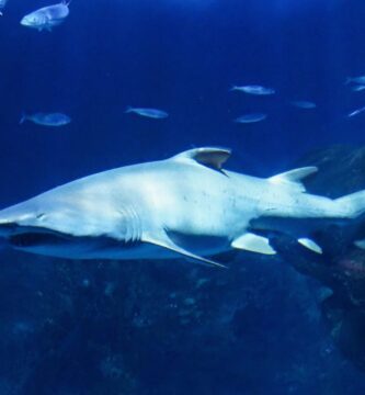 ¿Por qué se llama tiburón toro?