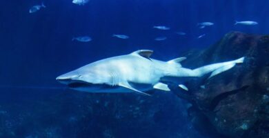 ¿Por qué se llama tiburón toro? ¿Por qué se llama tiburón toro?