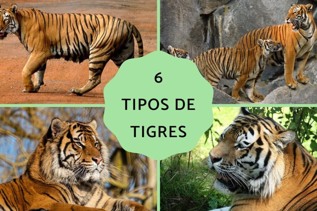 ¿Por qué se llama tigre de Bengala?