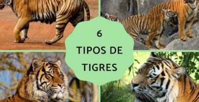 ¿Por qué se llama tigre de Bengala? ¿Por qué se llama tigre de Bengala?