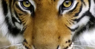 ¿Por qué se llama Tigre la localidad? ¿Por qué se llama Tigre la localidad?