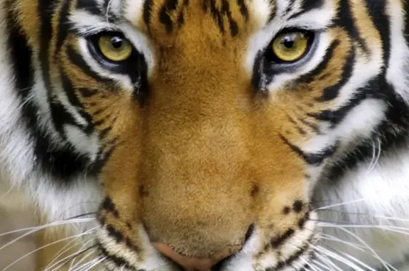 ¿Por qué se llama Tigre la localidad? ¿Por qué se llama Tigre la localidad?