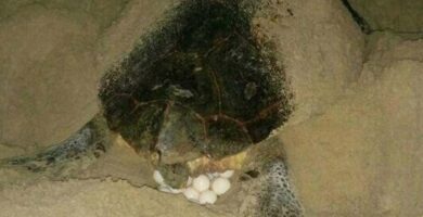 ¿Por qué se llama tortuga boba? ¿Por qué se llama tortuga boba?