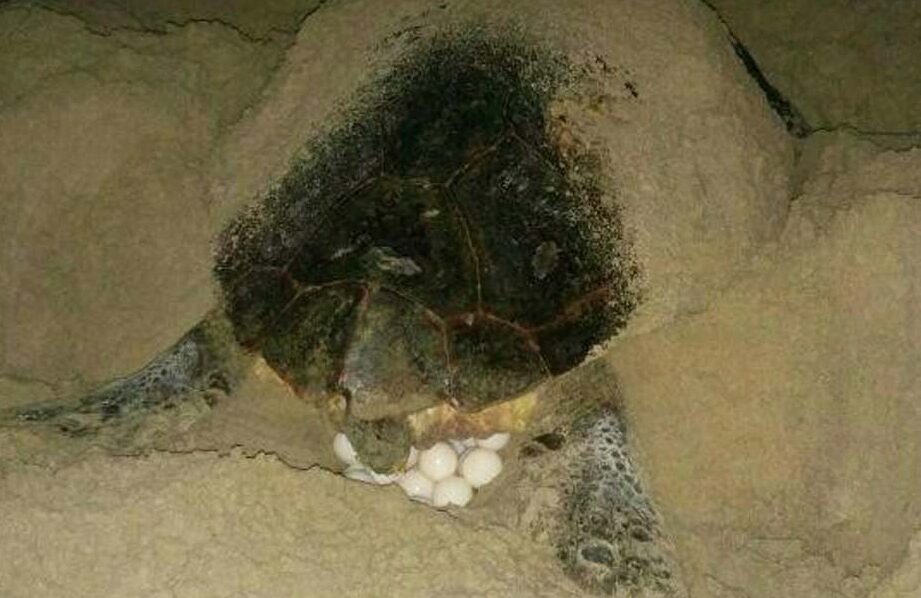 ¿Por qué se llama tortuga boba? ¿Por qué se llama tortuga boba?