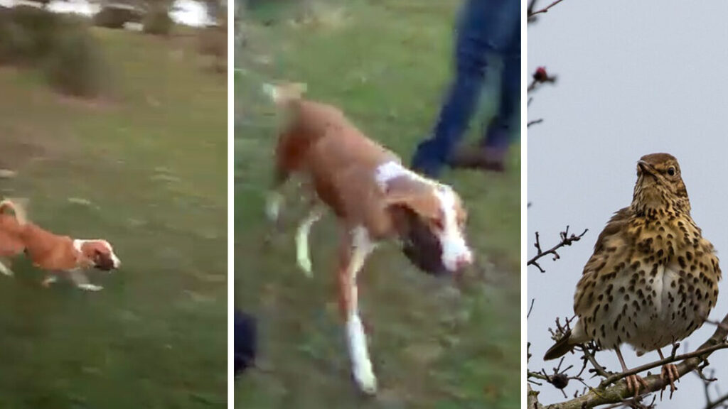 ¿Por qué se llama un perro andaluz? ¿Por qué se llama un perro andaluz?