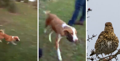 ¿Por qué se llama un perro andaluz? ¿Por qué se llama un perro andaluz?