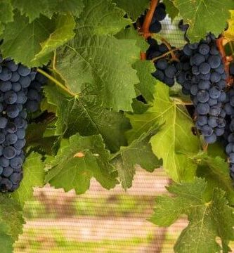 ¿Por qué se llama uva a la fruta?