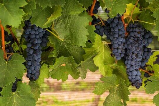 ¿Por qué se llama uva a la fruta? ¿Por qué se llama uva a la fruta?