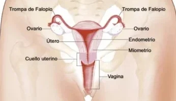 ¿Por qué se llama vagina? ¿Por qué se llama vagina?