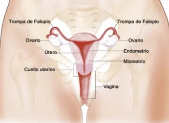 ¿Por qué se llama vagina? ¿Por qué se llama vagina?