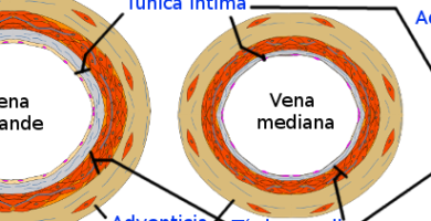 ¿Por qué se llama vaso y no vasa? ¿Por qué se llama vaso y no vasa?