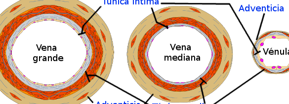 ¿Por qué se llama vaso y no vasa? ¿Por qué se llama vaso y no vasa?
