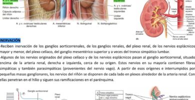 ¿Por qué se llama veleta del retroperitoneal uréter? ¿Por qué se llama veleta del retroperitoneal uréter?
