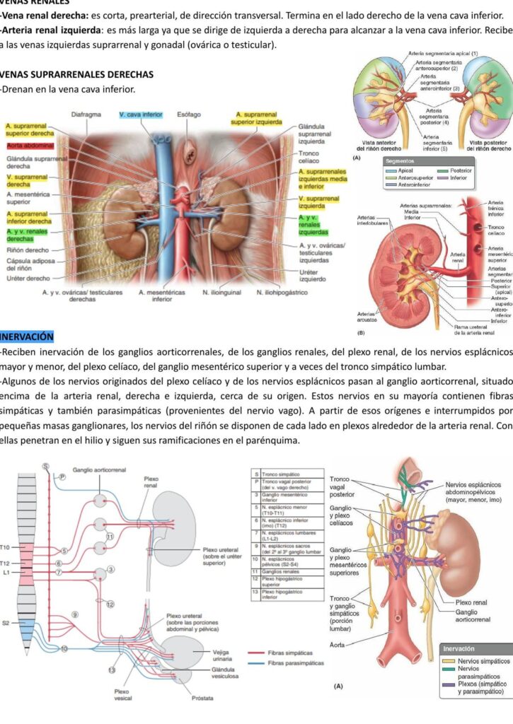 ¿Por qué se llama veleta del retroperitoneal uréter? ¿Por qué se llama veleta del retroperitoneal uréter?