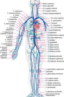 ¿Por qué se llama vena linfática de Galeno?