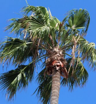 ¿Por qué se llama Washingtonia?