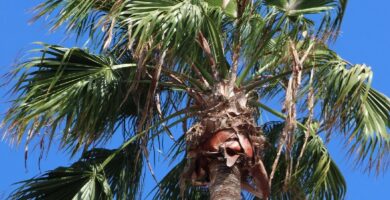 ¿Por qué se llama Washingtonia? ¿Por qué se llama Washingtonia?