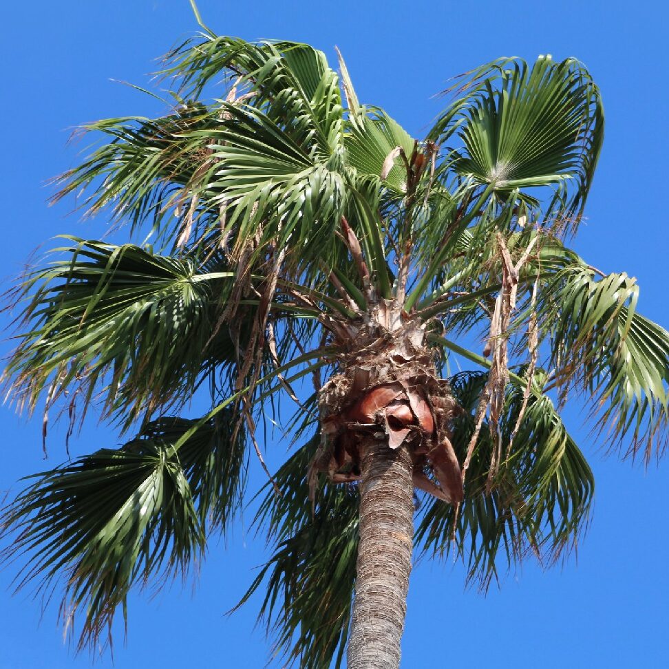 ¿Por qué se llama Washingtonia? ¿Por qué se llama Washingtonia?