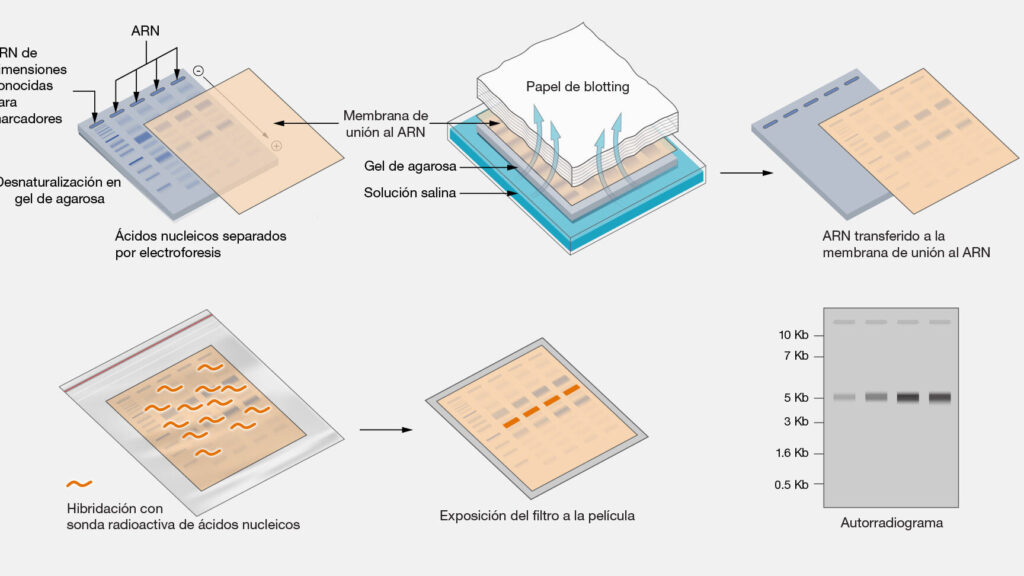 ¿Por qué se llama Western Blot? ¿Por qué se llama Western Blot?